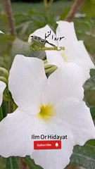 Allah Knows What We Hide in Our Hearts 💖 | Powerful Quran ReminderA beautiful Quranic reminder that Allah knows everything we hide in our hearts and everything we reveal. Nothing is beyond His knowledge, and His awareness brings comfort, guidance