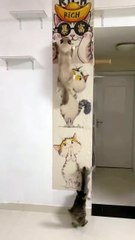 The owner knows a thing or two about feline joys