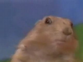 Dramatic Prairie Dog