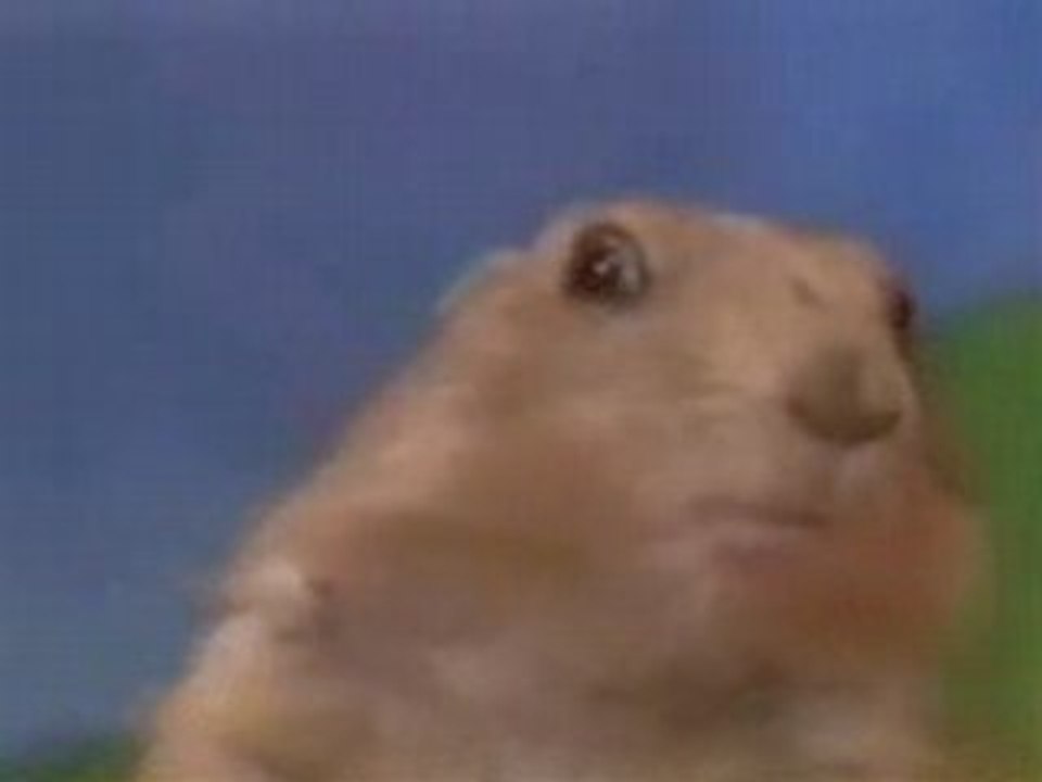 Dramatic Prairie Dog