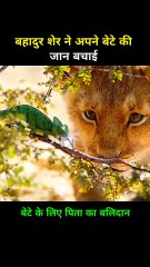 How This Lion Baby See The Real Face Of His Uncle