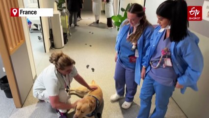 WATCH | Judicial Assistance Dog Cheers Patients At Bondy Hospital