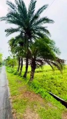 Rainy day l rain falling। Monsoon session I barish whatsapp status