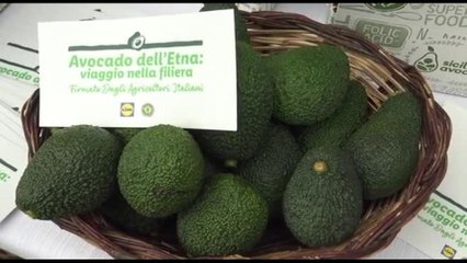 Lidl punta sull'avocado dell'Etna: 172 ton in ultima stagione (+120%)