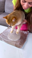 😆 When your pet gets even… drop a ❤️ if this made you laugh!