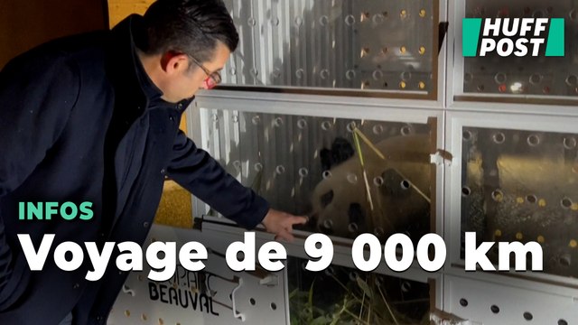 Pandas du zoo de Beauval : comment va se passer le vol de Huan Huan et Yuan Zi vers la Chine
