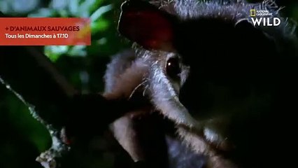 L'Aye-Aye, un lémurien