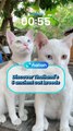 Discover Thailand's 5 ancient cat breeds