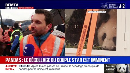 Départ des pandas du zoo de Beauval en Chine: 180 kilos de bambous sont prévus pour les 12h de voyage