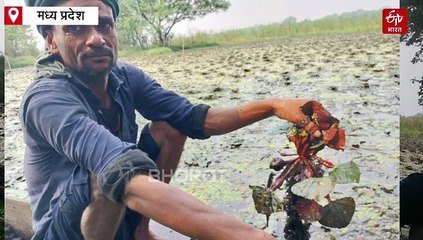 सिंघाड़े की खेती बंद करना चाहते हैं किसान, निर्यात बंद होने से नहीं निकल रही लागत