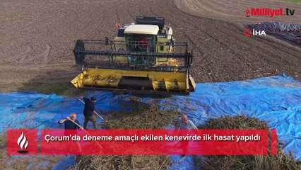 Çiftçinin yeni umudu! Deneme amaçlı ekildi, ilk hasat yapıldı: ‘Tuğla ve silah sanayisinde kullanıldığını öğrendik’