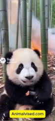 The Fire Rescue: How Forest Animals Saved a Baby Panda 🐼🔥❤️
