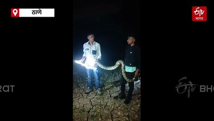 जंगलातून जाणाऱ्या समृद्धी महामार्गाच्या कामामुळं अजगरांचा मानवी वस्तीत शिरकाव, चार अजगरांना सर्पमित्रांनी दिले जीवदान