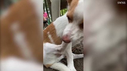 This Dog Deserves an Oscar for Being Such a Drama Queen.mp4
