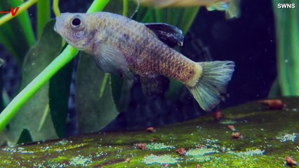 Conservation Zoos Step Up to Save a Tiny Fish From Extinction.mp4
