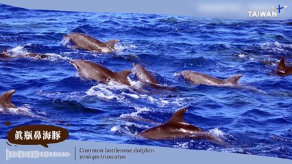 Taiwan Conservationists Conducts Underwater Cetacean Audio Surveys