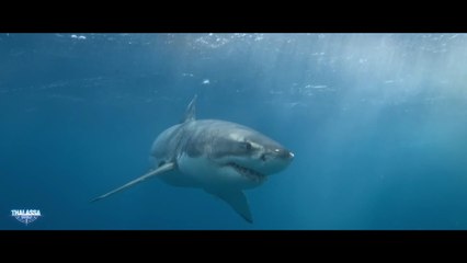 💖Thalassa, aventures extrêmes💖💥Dans l'ombre du requin blanc💥ABONNES-TOI STP🙏💖 MERCI 🙏💖💥