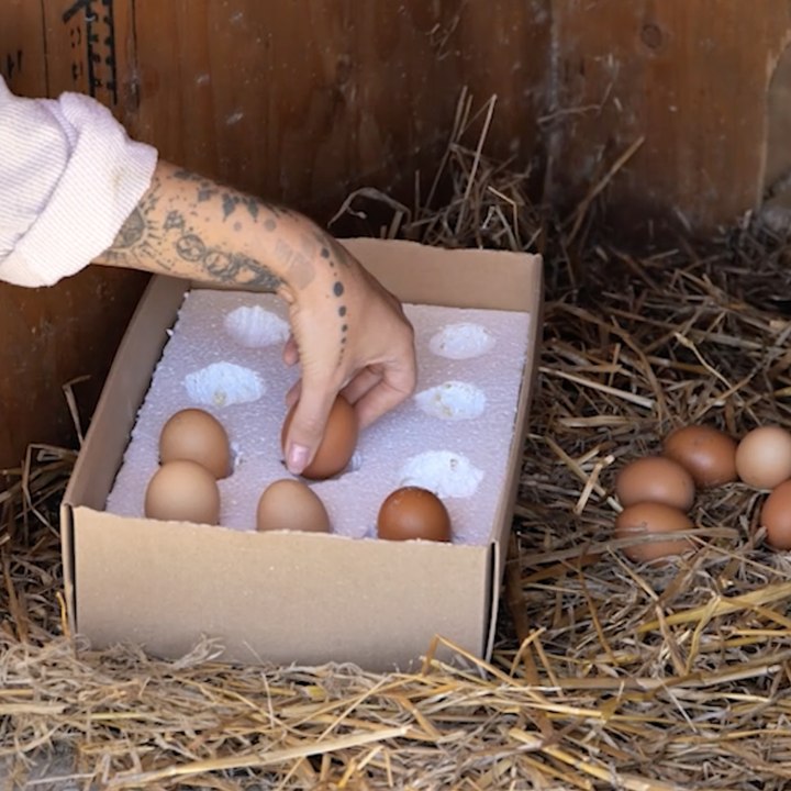 Farm life: raising happy chickens