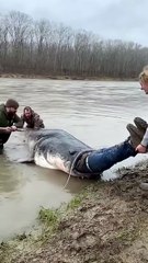 The confusing behavior of animals