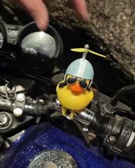 Pato de borracha é usado para esconder drogas em Florianópolis