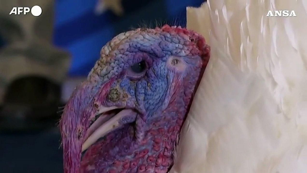 Washington, alla Casa bianca fra Thanksgiving e preparativi per le feste natalizie