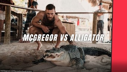 Le face à face lunaire entre Conor McGregor et un alligator #mdr #mma #ufc #sports