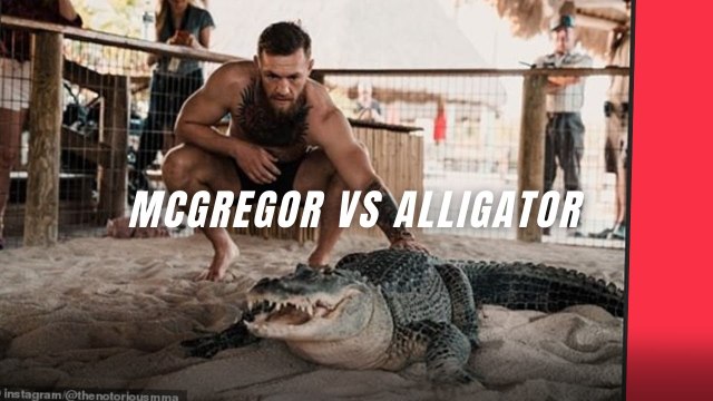 Le face à face lunaire entre Conor McGregor et un alligator #mdr #mma #ufc #sports