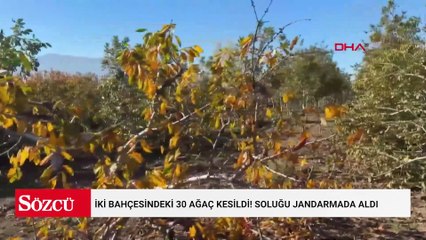 İki bahçesindeki 30 ağaç kesildi! Soluğu jandarmada aldı