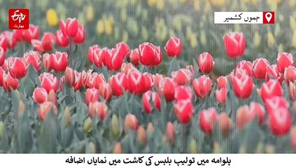 کشمیر: ٹولیپ بلب کی کاشت میں نمایاں اضافہ کسانوں کے لیے خوش آئند