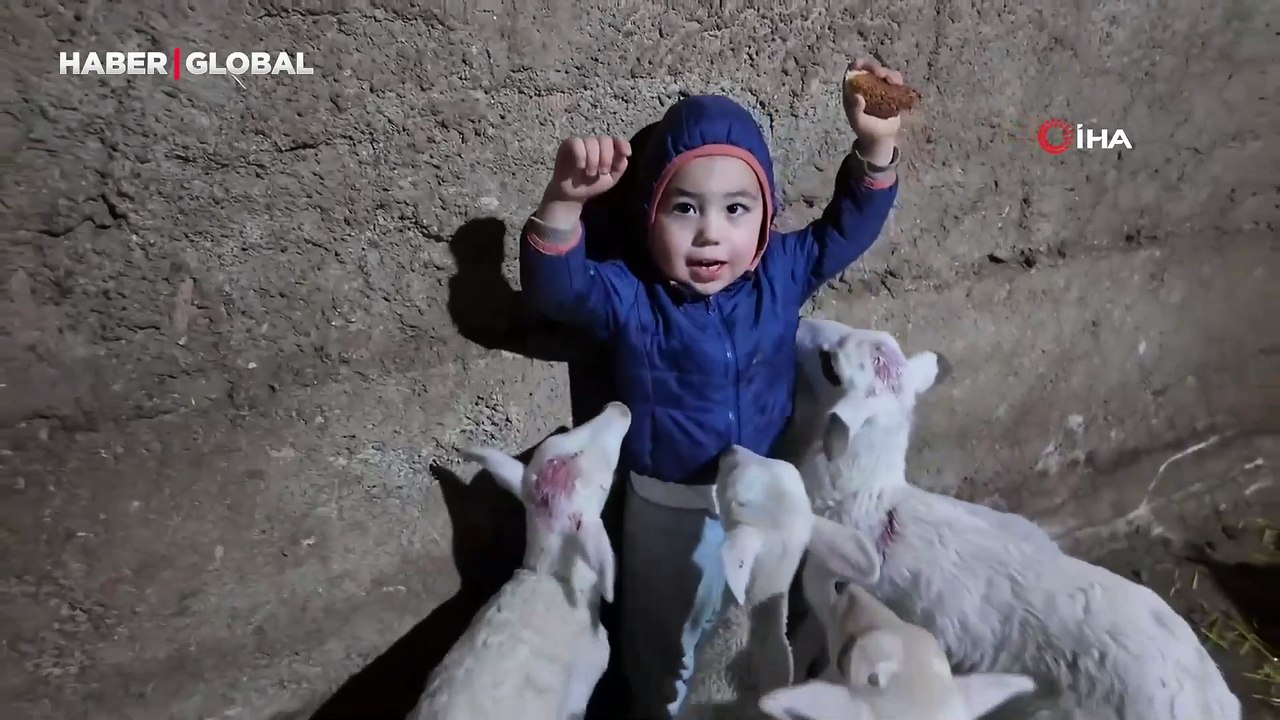 Kuzuların arasında kalan minik Yusuf’un görüntüleri viral oldu: "Yediler beni"