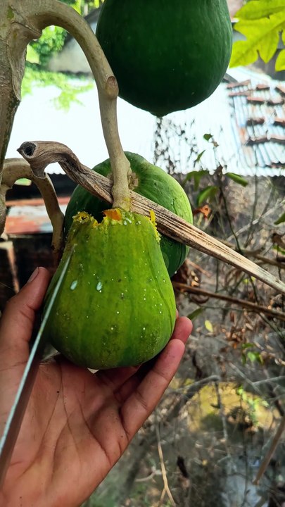 Lot Of New Seedling Has Grown Inside The Papaya