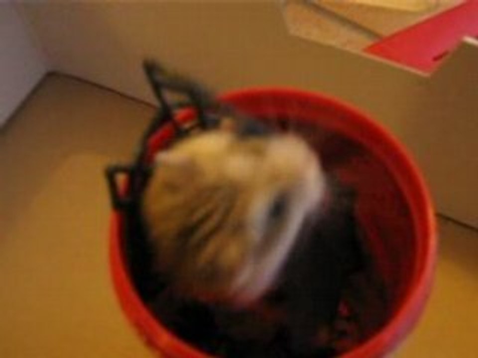 spider-hamster