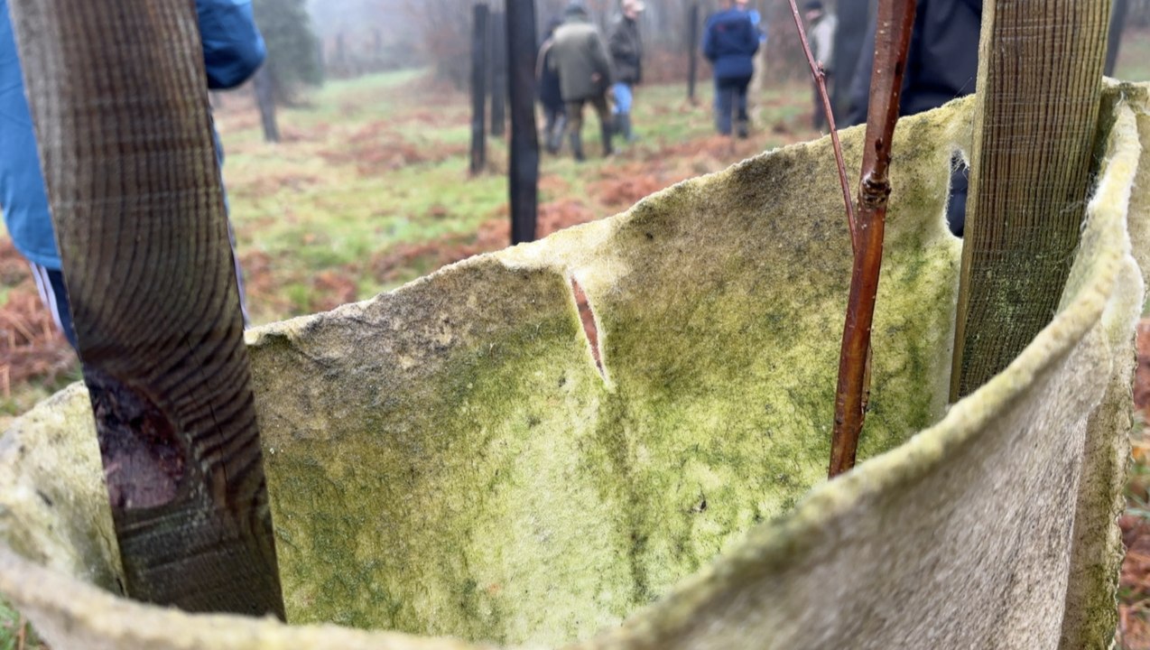 Quel premier bilan pour la protection des forêts avec la laine de mouton ?