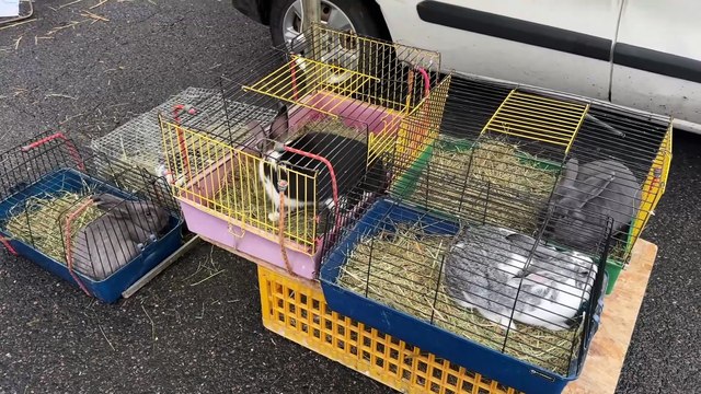 Foire de la Sainte-Catherine : 350 exposants malgré l’absence des bœufs et volailles