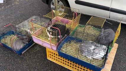 Foire de la Sainte-Catherine : 350 exposants malgré l’absence des bœufs et volailles