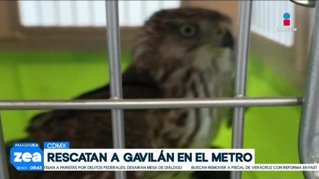 Elementos de seguridad rescatan un gavilán en estación del Metro de CDMX