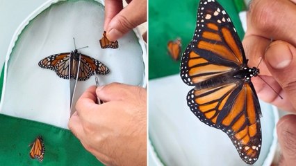 Couple Rescue Butterly By Carrying Out At-Home Surgery On Its Wing Before Watching It Fly Away | Wild-ish TV