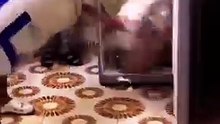 فيديوهات مضحكة