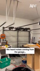 Modo “no me ves”: el plan de unos mapaches para pasar desapercibidos (VIDEO)