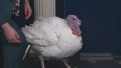 Presidential Turkey Steals the Show with Hilarious Gobble at White House