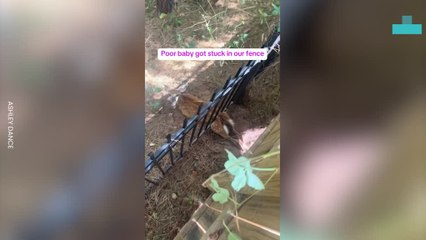 Heartwarming Moment a Deer Stuck in a Fence Is Rescued