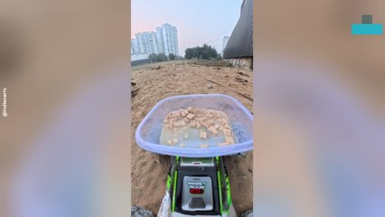 Dog Pees on Rc Car Used to Deliver Food to Strays