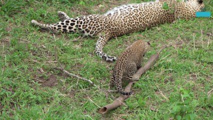 Leopard Cub Biting Mums Tail During Her Nap