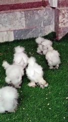 Beautiful white silki hens