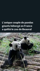 L’unique couple de pandas géants hébergé en France a quitté le zoo de Beauval