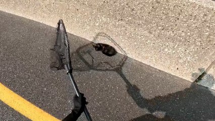 Guy Runs Across Highway To Rescue A Tiny Kitten