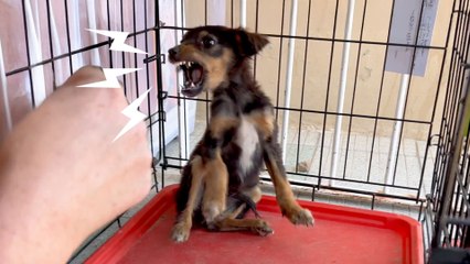 Terrified Dumped Puppy Learns How To Trust Humans