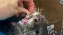 Just anOtter compilation🦦🦦