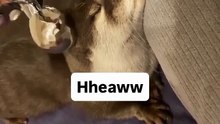 His voice is so cute...🦦🦦❤