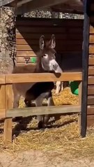 Donkey falls on its back and starts lauahina at itself